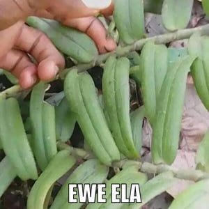 Könnte beinhalten: Nahaufnahme einer grünen Pflanze mit langen, ovalen Blättern. Die Blätter sind leuchtend grün und sehen gesund aus. Der Text "EWE ELA" wird in Weiß am unteren Bildrand angezeigt.