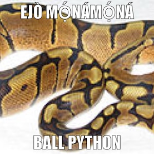 May include: A close-up of a ball python snake with brown, black, and yellow markings. The snake is curled up in a ball shape. The text "EJO MONAMONA" is written above the snake, and the text "BALL PYTHON" is written below the snake.