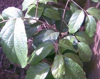Ewe Gbegbe (icacina tricantha) DRY LEAVES!