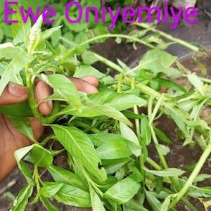 Ewe Oniyemiye (Bacopa floribunda)
