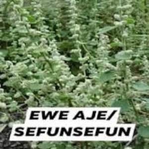 May include: A close-up image of a field of green plants with white flowers. The text "EWE AJE/SEFUNSEFUN" is displayed in a white rectangular box at the bottom of the image. The plants have small, rounded leaves and are densely packed together.