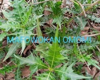 Ewe Mafowokanomomi (Acanthus montanus) DRY LEAVES!