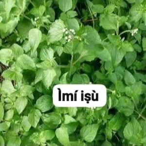 Puede incluir: Un denso grupo de hojas de color verde vibrante con bordes dentados y pequeños capullos de flores blancas, con una etiqueta rectangular blanca en el centro con el texto negro "Ìmí iṣù" impreso claramente en medio del follaje.