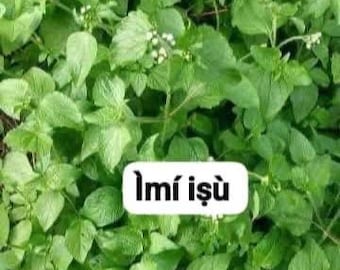 May include: A dense cluster of vibrant green leaves with serrated edges and small white flower buds, featuring a white rectangular label in the center with the black text "Ìmí iṣù" printed clearly across the middle of the foliage.