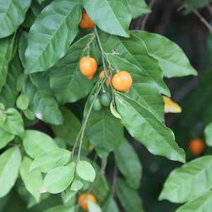 Puede incluir: Primer plano de una planta con hojas grandes y verdes y pequeños frutos redondos y naranjas. También se ven algunos frutos verdes sin madurar. Los tallos de la planta son finos y marrones, sobre un fondo borroso.