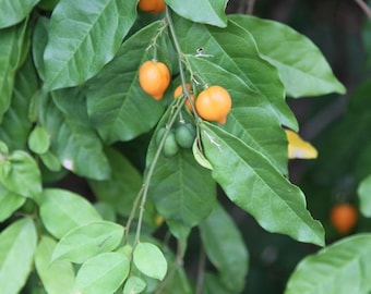 Ewe Osunsun (Carpolobia lutea) DRY LEAVES!