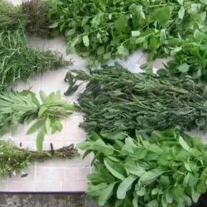 Ewe Iyaa Herb - Nigerian Ceremony Plant - 1 Quart Bag