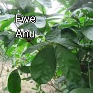 Ewe Anu/aanu (Mercy leaf)