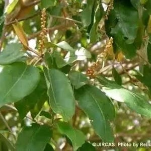 Puede incluir: Primer plano de una rama de árbol con hojas verdes y pequeñas agrupaciones de flores marrones. Las hojas son de un verde vibrante, con una textura suave y un ligero brillo. El fondo está borroso, sugiriendo un entorno natural al aire libre.