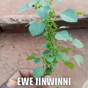 Ewe Jinwinni (Acalypha Indica)