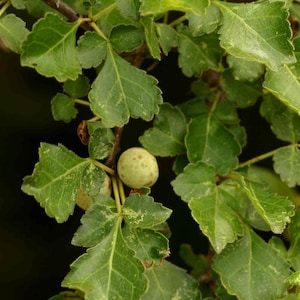 Ewe Orijin (Commiphora Africana)