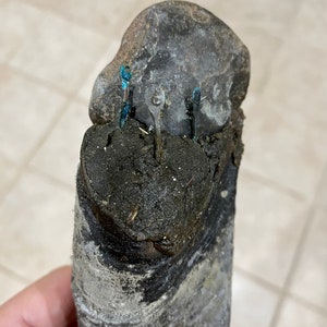 Puede incluir: Primer plano de una pezuña de caballo gris oscuro con tres clavos de herradura de metal azul martillados en la pared de la pezuña.