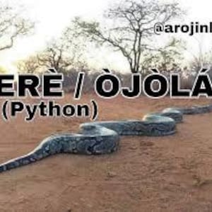 May include: A large python snake, also known as a rock python, is lying on the ground in a dry, dusty area. The snake is brown and black with a pattern of spots and stripes. The snake is coiled up and its head is visible. The snake is in a natural setting with trees and bushes in the background.
