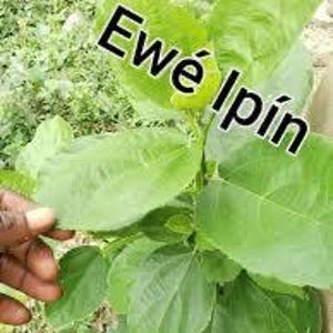Ewe Ipin/Epin (Sandpaper fig) Ficus exasperata DRY LEAVES!