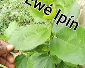 Ewe Ipin/Epin (Sandpaper fig) Ficus exasperata DRY LEAVES!