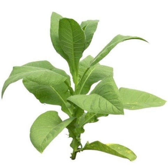 tobacco plus deli marksville louisiana TOBACCO PLUS - Updated May 2026 - 637 Tunica Dr E, Marksville, Louisiana -  Tobacco Shops - Phone Number