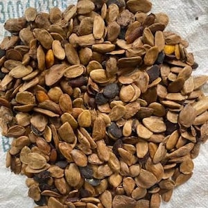 Eso (seme) Abere (Hunteria umbellata)
