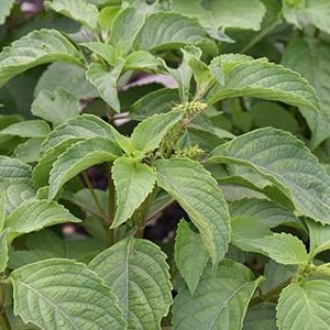 Ewe Efinrin (scent leaf/African basil)- Ocimum Gratissimum DRY LEAVES!