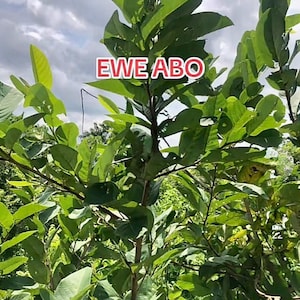 Ewe Abo (Annona senegalensis)