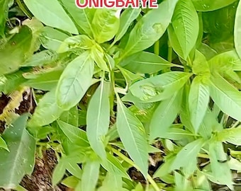 Ewe Oniyemiye/oniyeniye (Bacopa floribunda) DRY LEAVES!