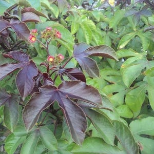 Puede incluir: Primer plano de una planta con hojas grandes de color burdeos oscuro y pequeños racimos de flores rojas y amarillas. Las hojas tienen forma de estrella con venas prominentes. Las hojas verdes llenan el fondo, creando un contraste de colores y texturas.