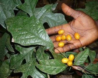 May include: A close-up of a hand holding several small, oval, yellow fruits. The fruits are surrounded by large, green leaves with a distinctive shape. The image is set against a backdrop of more green foliage.