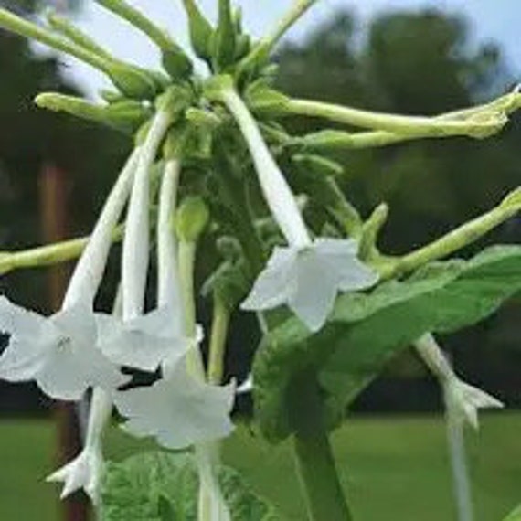 Ewe Taba Leaf (nicotiana Glauca) DRY LEAVES!