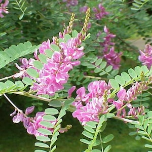 Könnte beinhalten: Nahaufnahme einer blühenden Pflanze mit leuchtend rosa Blüten und grünen, farnartigen Blättern. Die Blüten sind entlang der Stängel angeordnet und erzeugen ein ansprechendes Bild. Das Bild fängt die natürliche Schönheit der Pflanze ein.