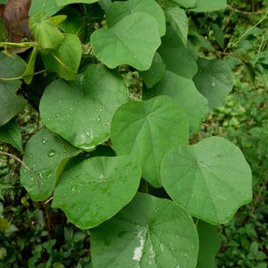 Puede incluir: Primer plano de una planta trepadora con hojas verdes grandes en forma de corazón. Se ven gotas de agua en las hojas, lo que sugiere una lluvia reciente. El fondo es un borrón de otro follaje verde.