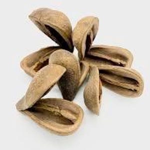 Puede incluir: Un conjunto de cáscaras de nueces pecanas abiertas, marrones, algunas con restos de nueces visibles, se dispersan sobre un fondo blanco. Las cáscaras muestran una superficie texturizada y diferentes tonos de marrón.