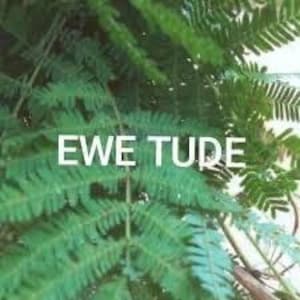 Ewe Tude Herb (Calliandra portoricensis)