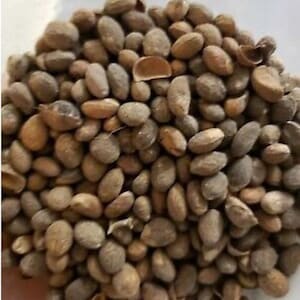 Eso (seed) Aworoso (Croton pendoliflurous)