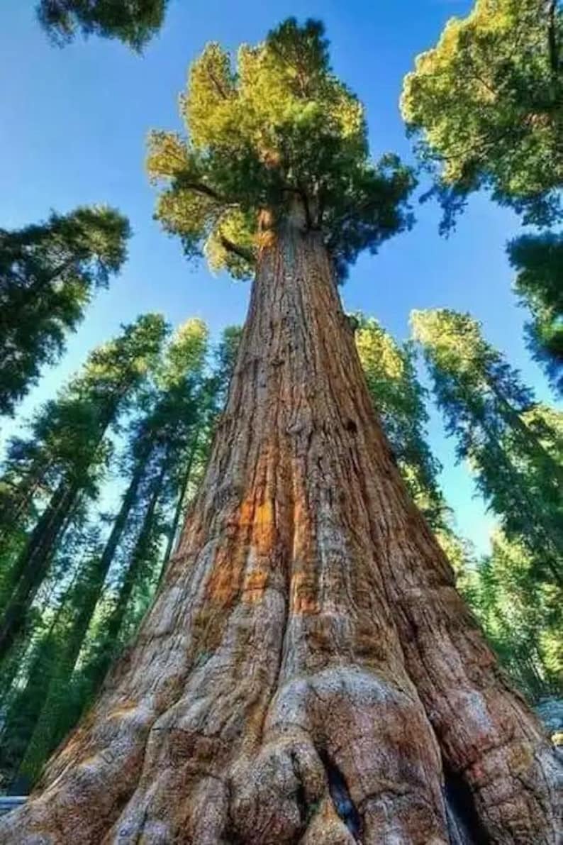 Highiroko Tree Eepo (bark) Iroko Tree (milicia Excelsia) - Etsy