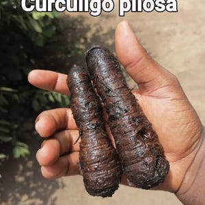 Epa ikun (fresh, from Nigeria)- Curculigo Pilosa