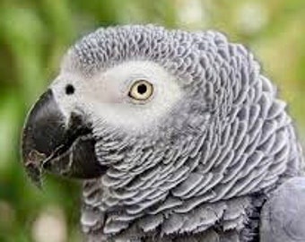 Ori Odidere (African Grey Parrot)