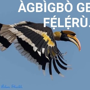 Iye Agbigbo (African Hornbill feathers) RARE!!!!