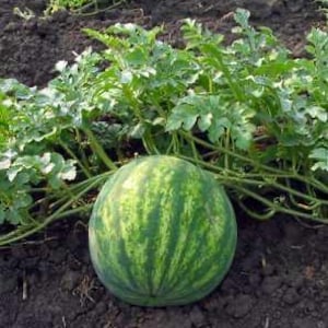 Könnte beinhalten: Eine runde Wassermelone mit einer dunkel- und hellgrün gestreiften Schale, die auf dunkler Erde liegt. Die Frucht befindet sich direkt vor einer üppigen, grünen Ranke mit gelappten Blättern, die sich über den oberen Teil des Bildes erstreckt.
