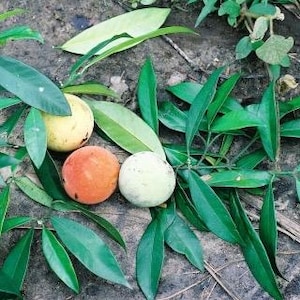 Puede incluir: Vista cenital de tres frutas en tonos amarillo, naranja y verde pálido, rodeadas de exuberantes hojas verdes y enredaderas. Las frutas descansan sobre tierra oscura, creando un contraste con el vibrante follaje. La imagen resalta los colores y texturas naturales de las frutas y hojas.