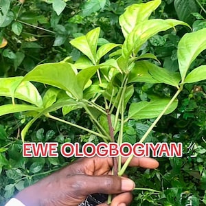Ewe Logbokiya/Ologbogiyan (Euadenia trifoliata)