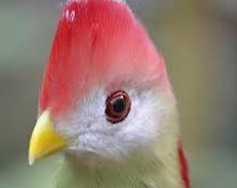 Ori Aluko (Red Turaco)