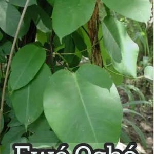 Ewe Ogbo (parquetina nigrescens) DRY LEAVES!