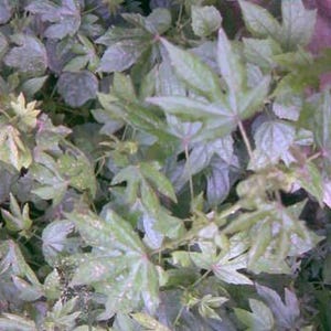 Ewe Sinkimini/akonimora (Hibiscus surattensis) DRY LEAVES!