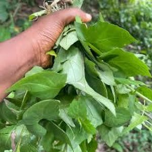 Puede incluir: Un gran manojo de verduras de hoja verde, frescas y vibrantes, con hojas puntiagudas y bordes lisos. El follaje está reunido en un racimo denso, mostrando varios tonos de verde brillante y profundo, con tallos y venas visibles.
