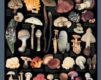 Vintage Wild and Cultivated Edible Field and Garden Mushrooms 24" X 36" Poster New, Out of Print