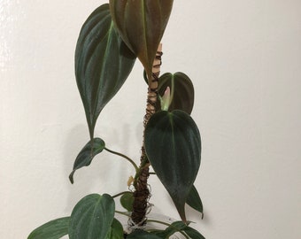 philodendron Micans 2” pot