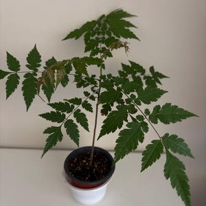 May include: A small potted plant with a thin, upright brown stem and multiple branches extending outward. The plant features delicate, serrated, dark green compound leaves with some lighter, brownish-tinted new growth at the tips.