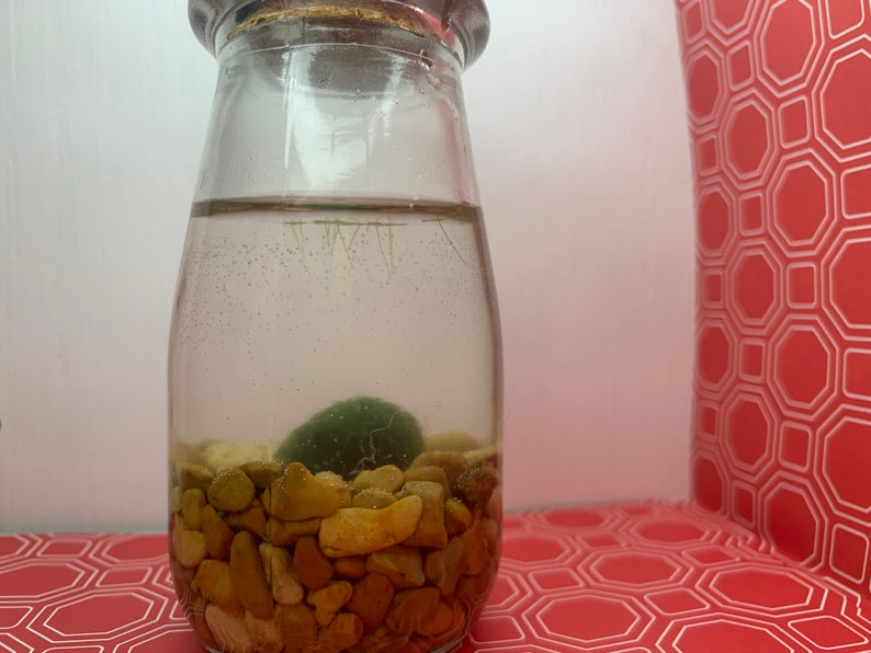 Moss Mate Mini Moss Ball Pet Etsy