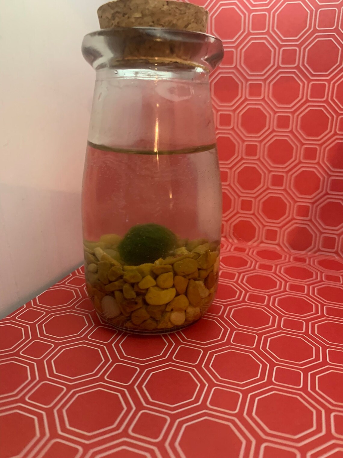 Moss Mate Mini Moss Ball Pet Etsy