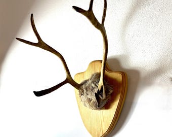 May include: A pair of brown deer antlers mounted on a light-colored wooden shield-shaped plaque. The base of the antlers is covered with a patch of greyish-brown fur, and the wood plaque features a visible grain pattern with a smooth finish.