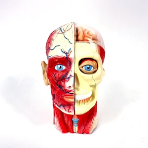 May include: An anatomical head model featuring a split design. The left side displays red facial muscles and blue veins, while the right side shows a beige skull structure with a visible blue eye and teeth. A clear dome reveals the brain inside.